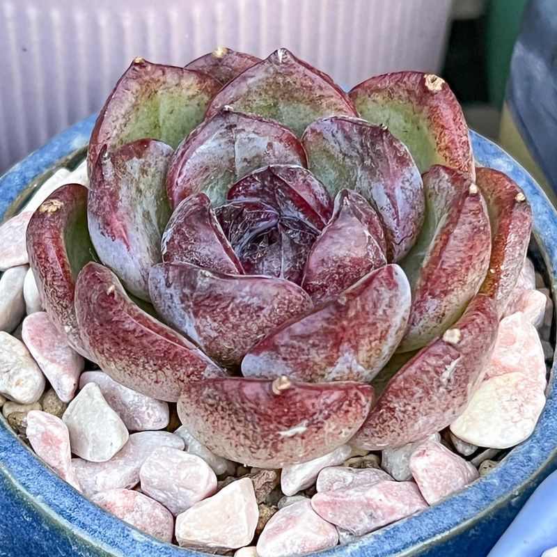 Echeveria