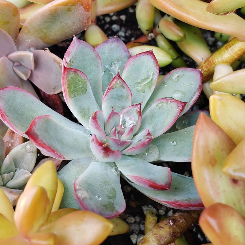 Echeveria Elegans