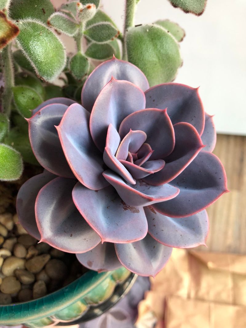 Echeveria (Perle von Nurnberg)