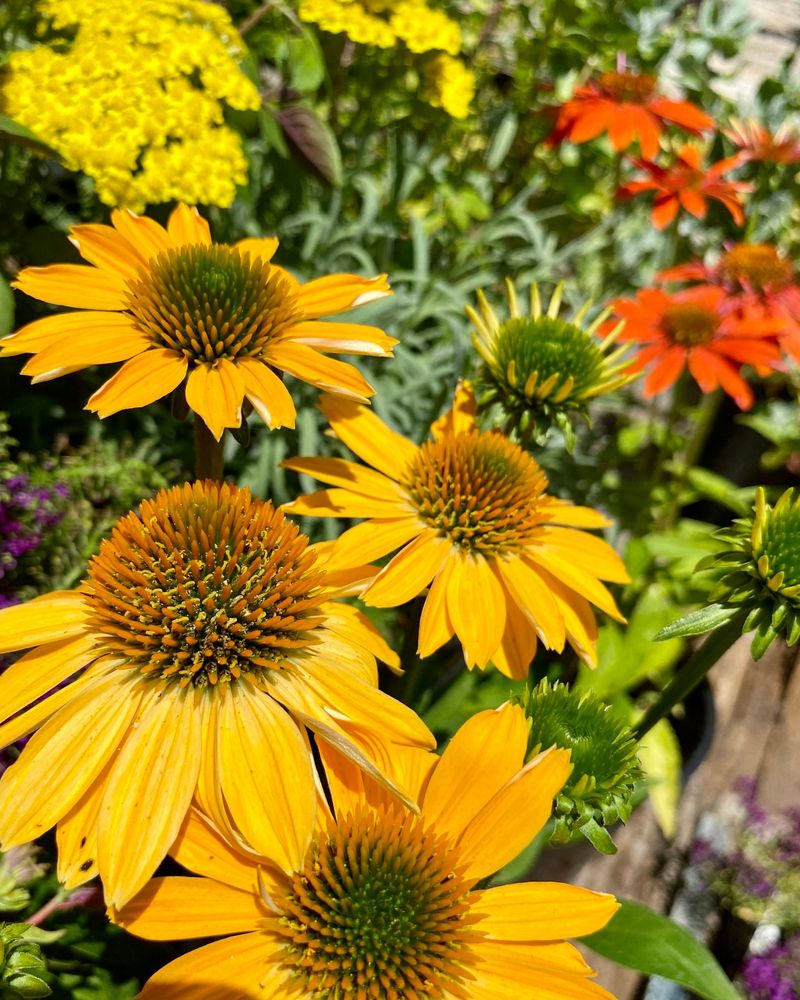 Echinacea