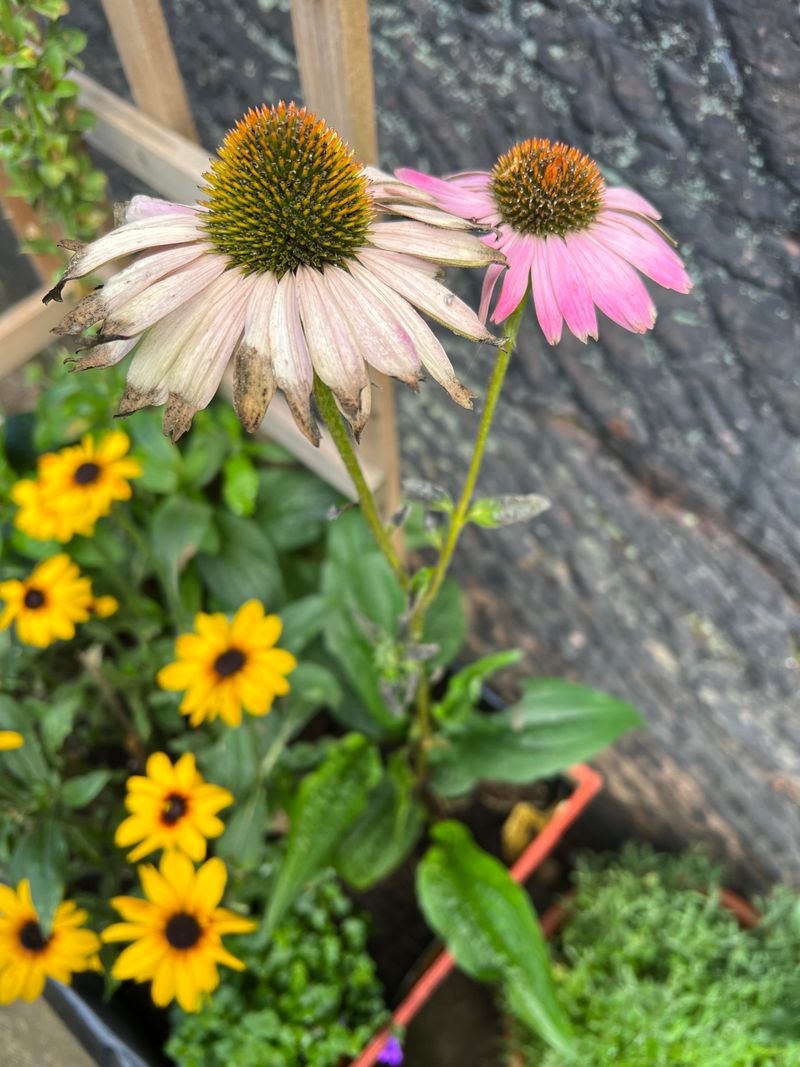 Echinacea