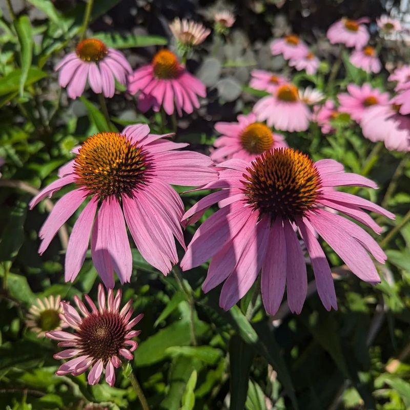 Echinacea