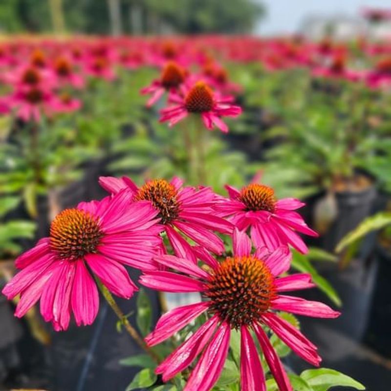 Echinacea