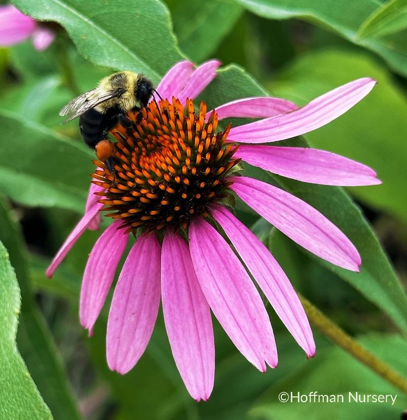 Echinacea