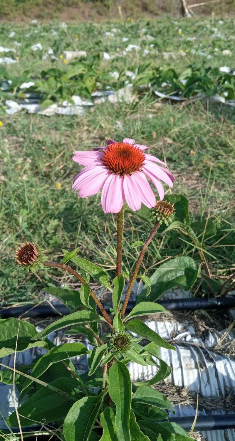 Echinacea