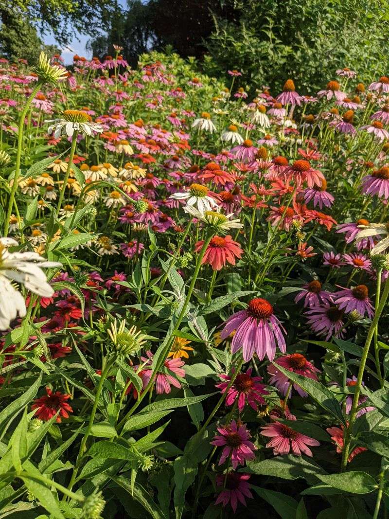 Echinacea