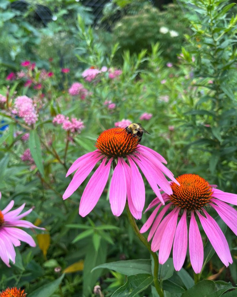 Echinacea (Coneflower)