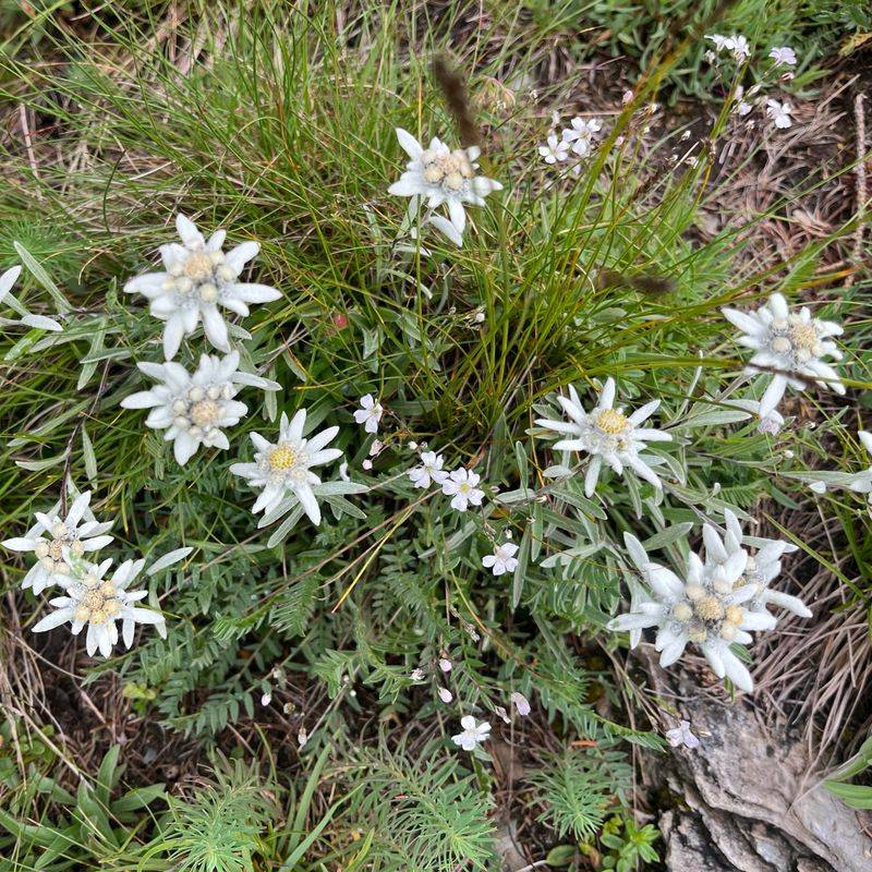 Edelweiss