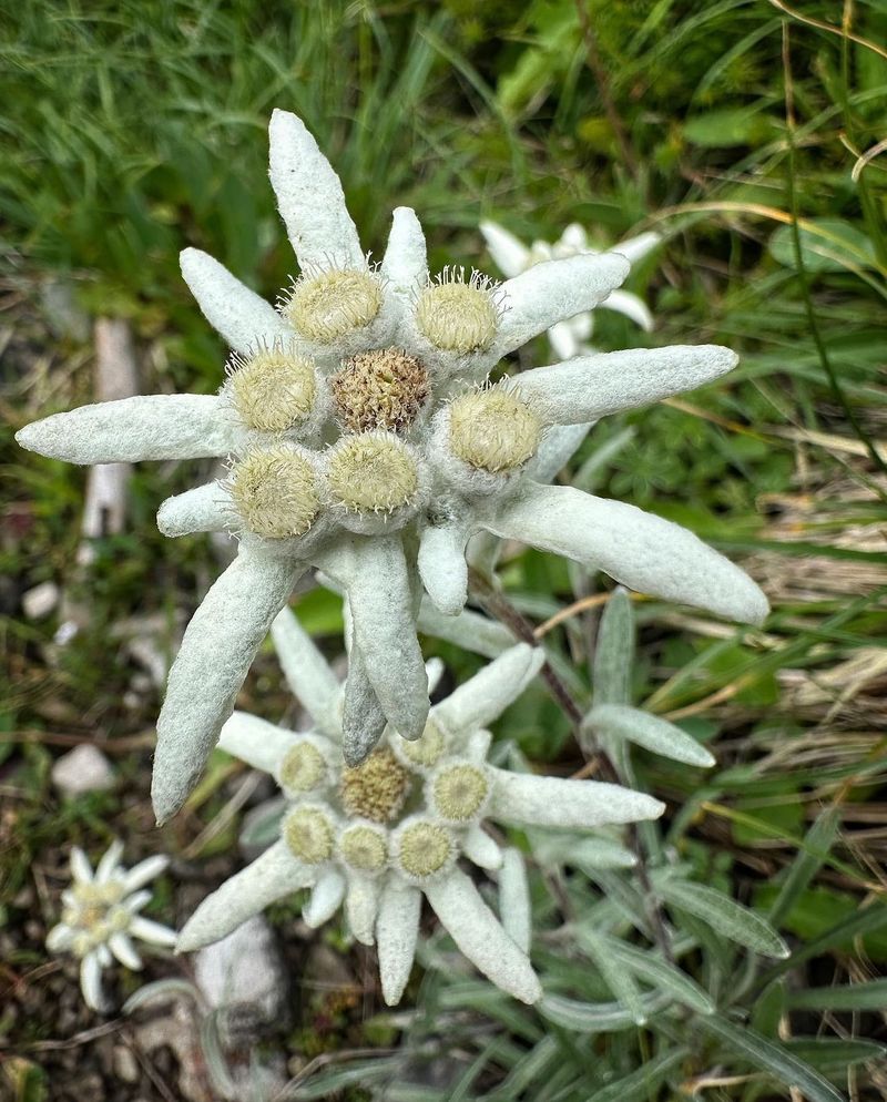 Edelweiss