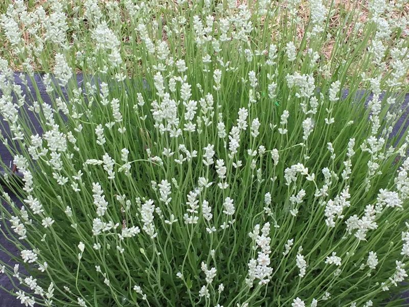 Edelweiss Lavender