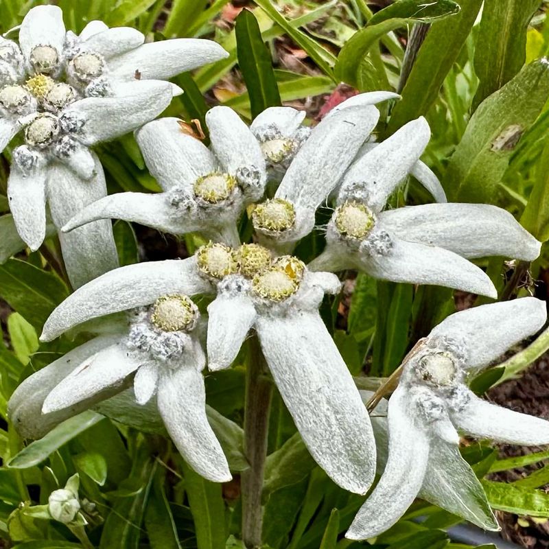 Edelweiss