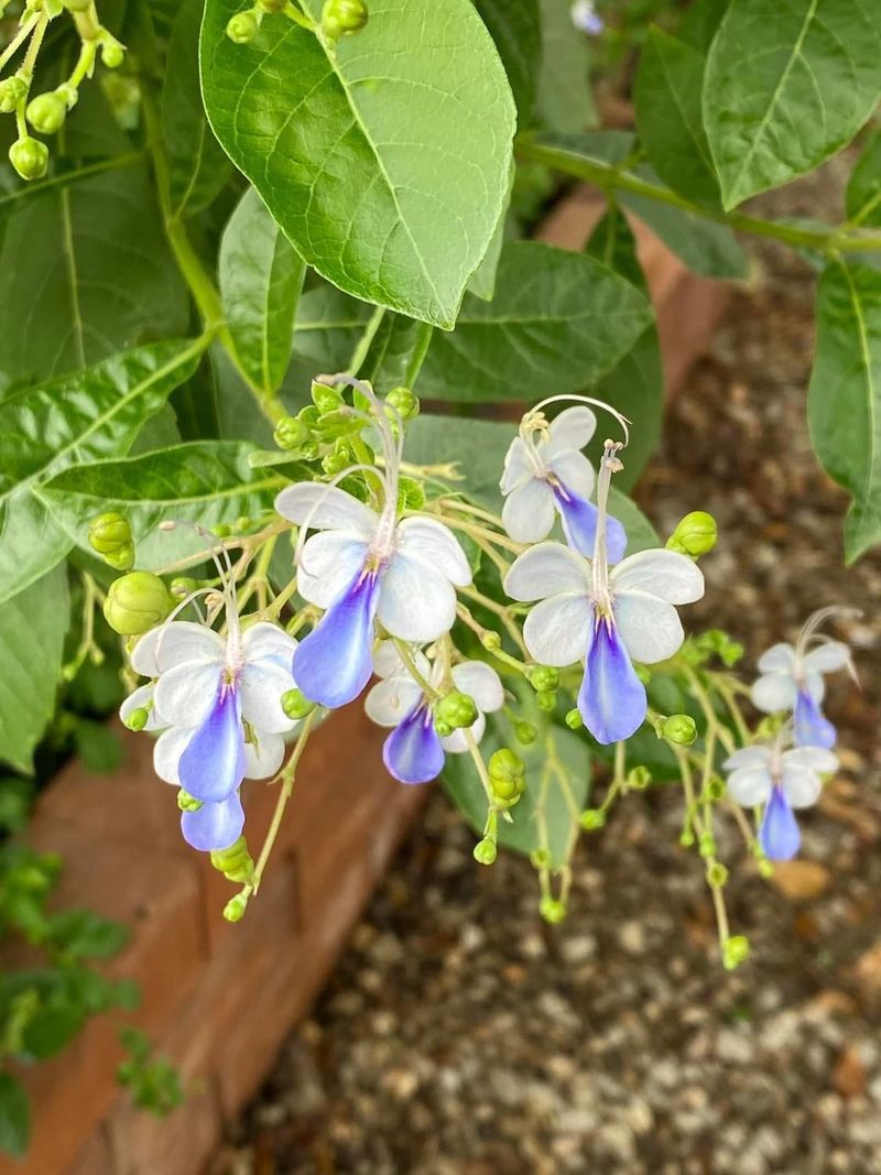 Edible Flowers