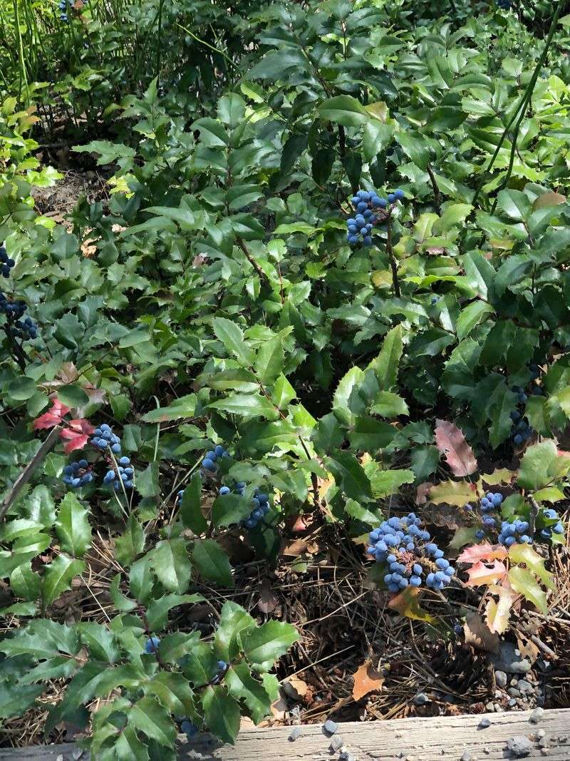 Edible Garden with Blueberries