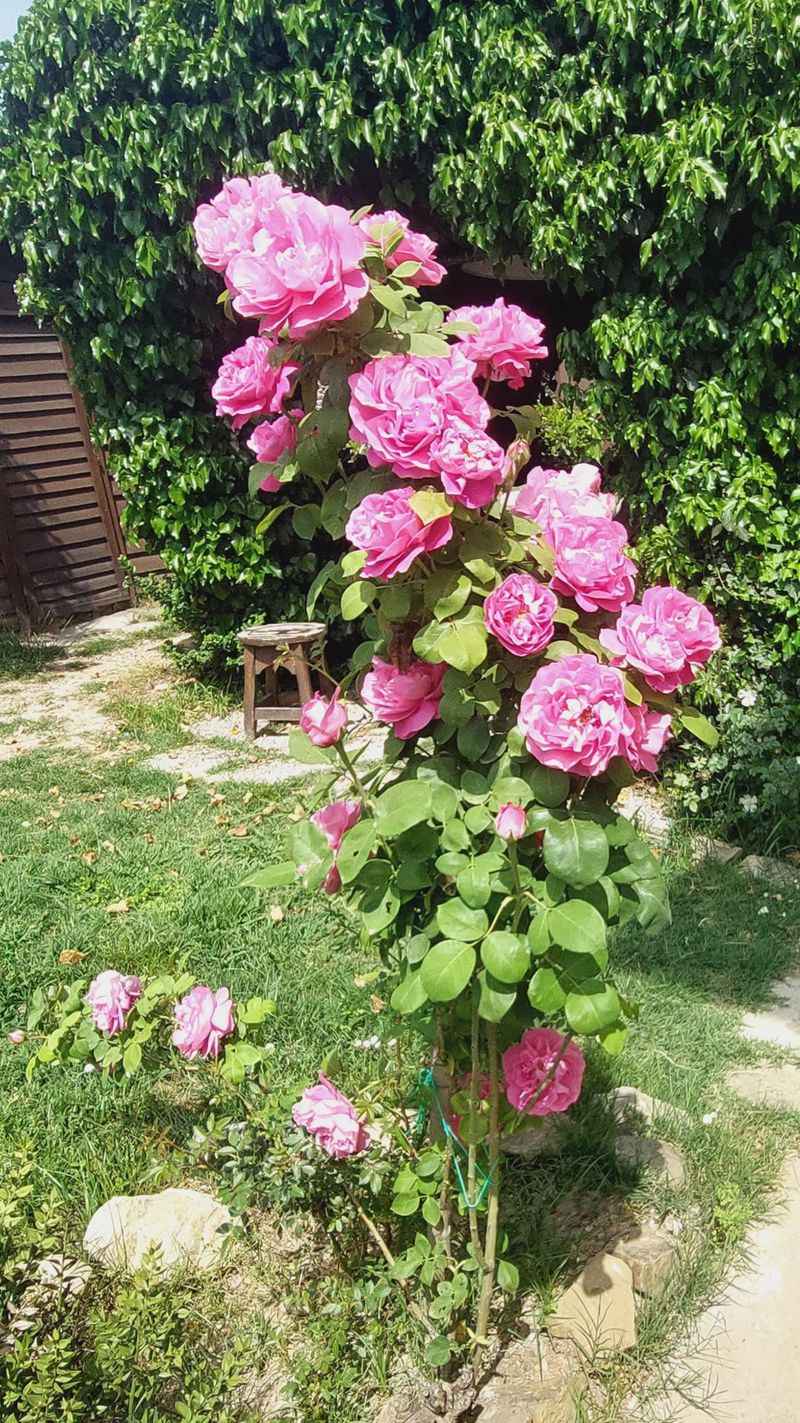 Edible Rose Garden