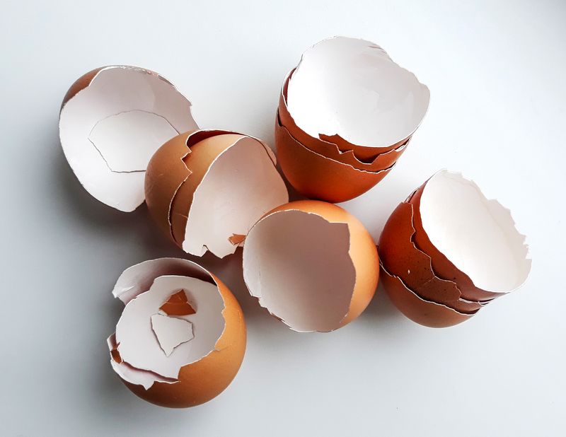 Egg Shells