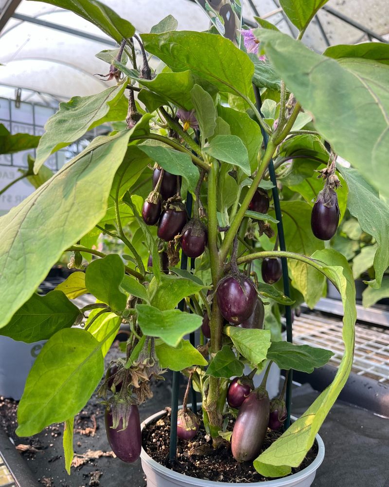 Eggplant