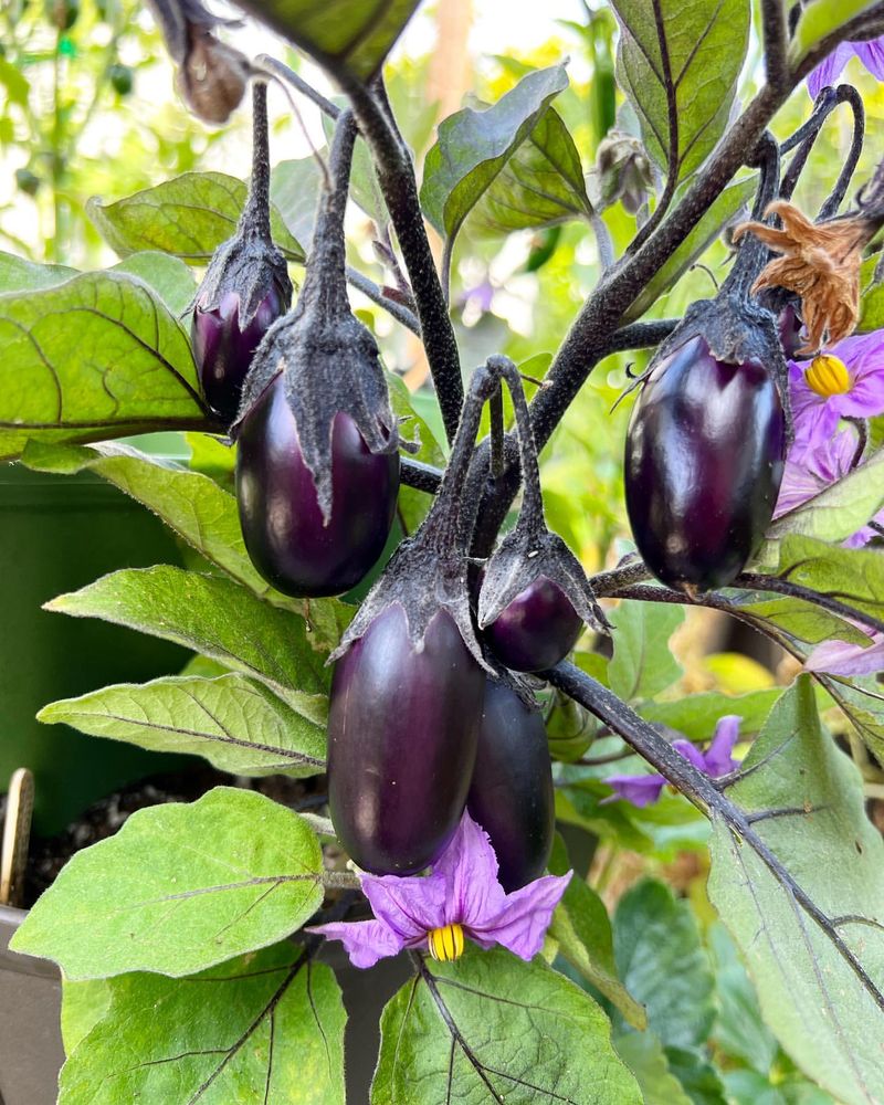 Eggplants