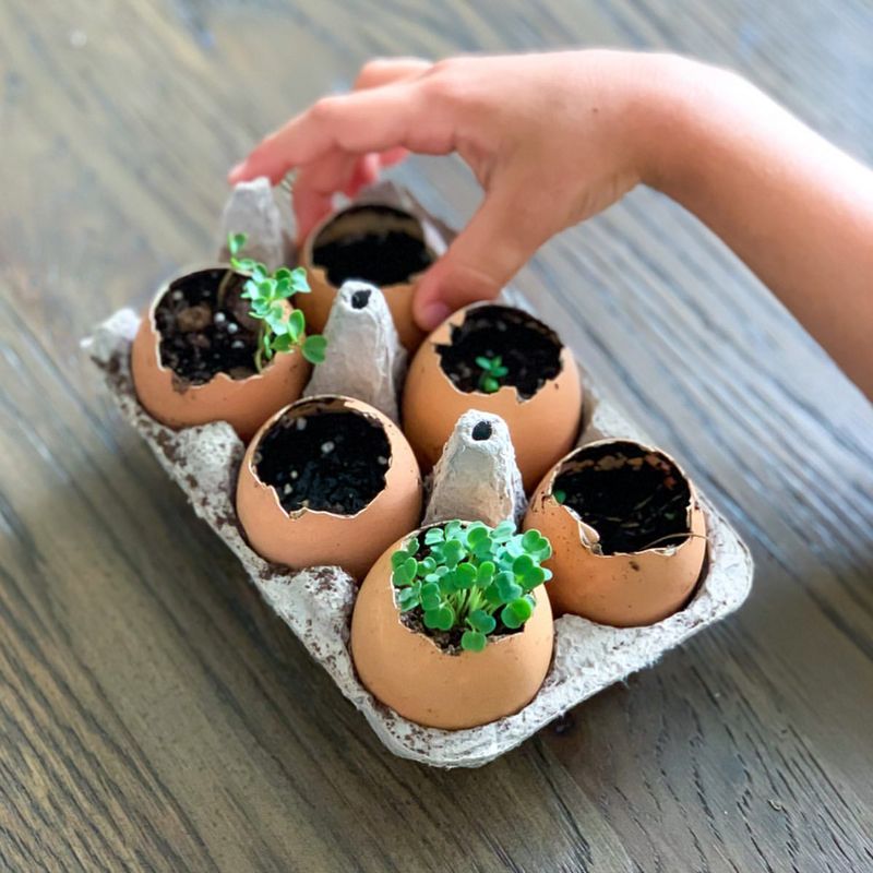 Eggshell Seed Starters