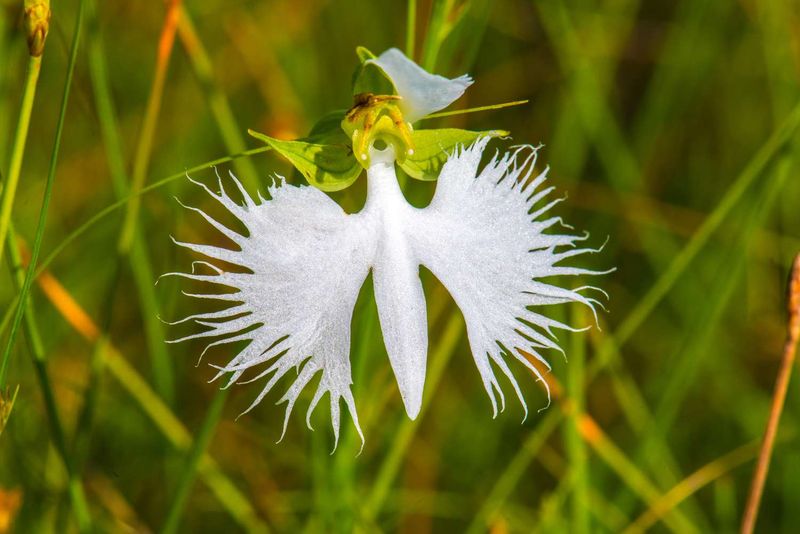 Egret Orchid