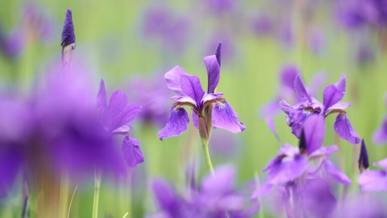 purple iris flower garden