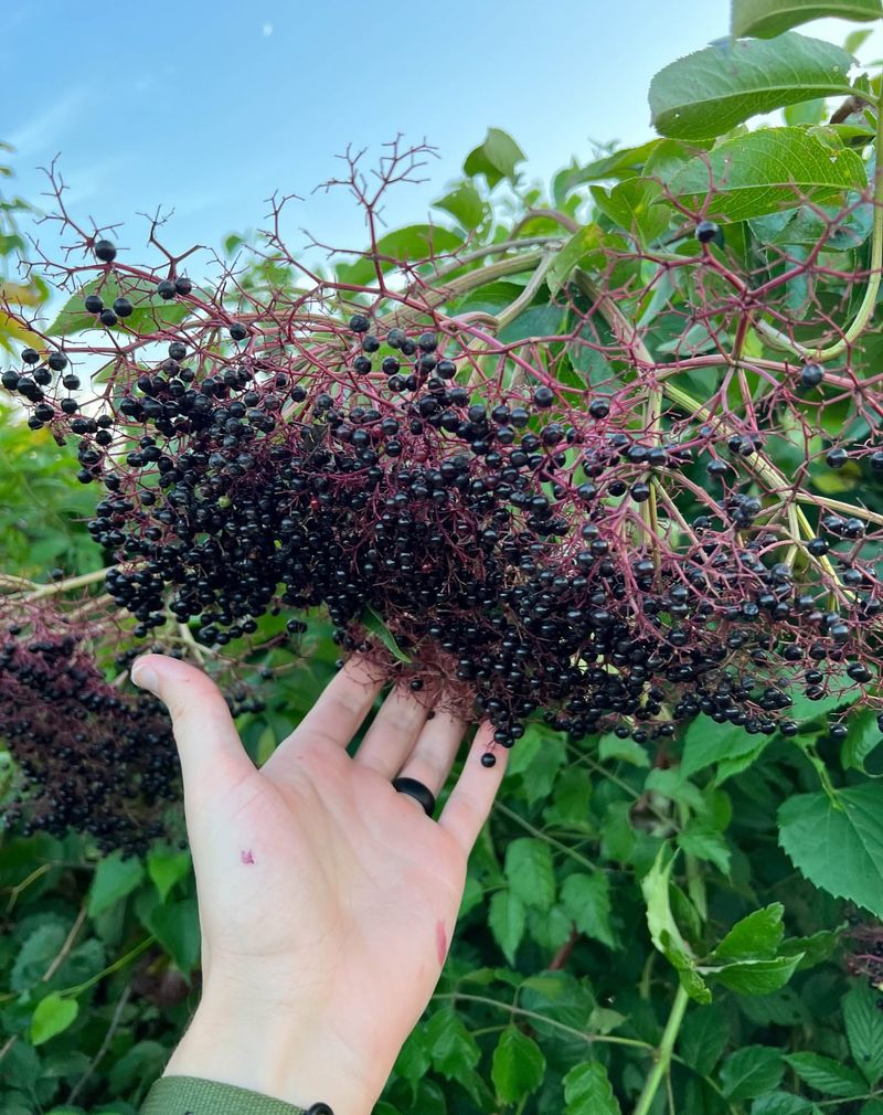 Elderberry