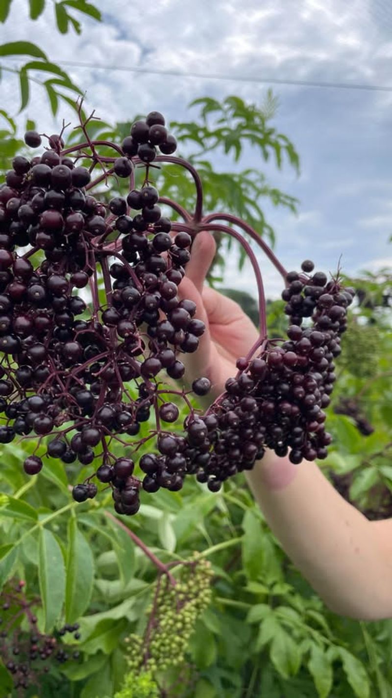 Elderberry