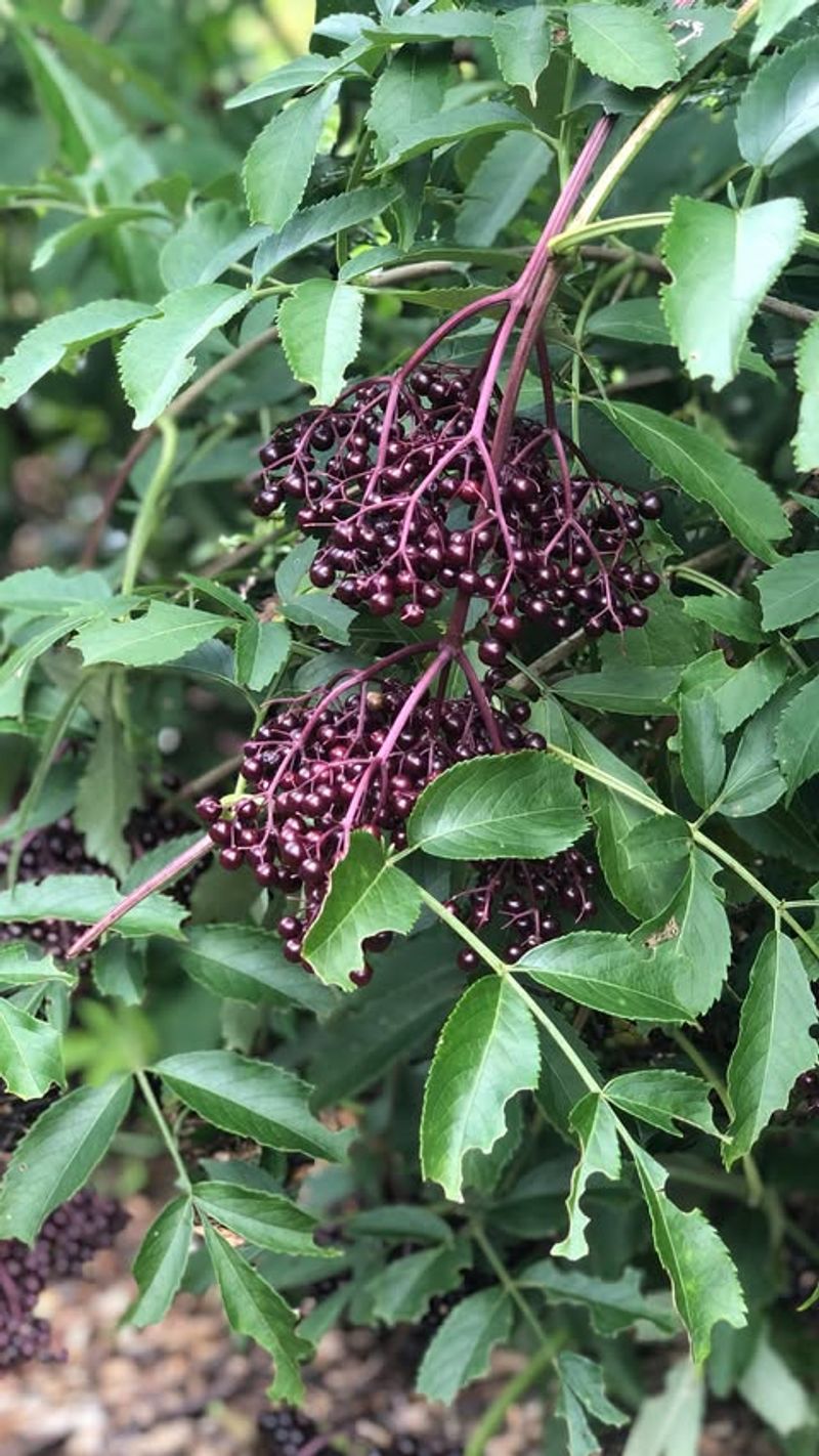 Elderberry