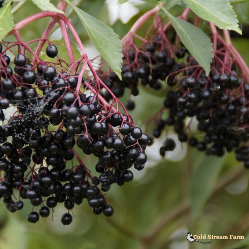 Elderberry