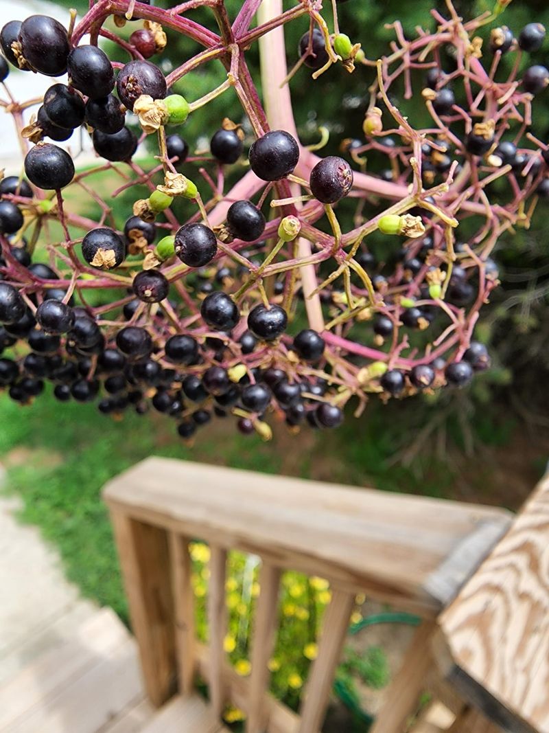 Elderberry