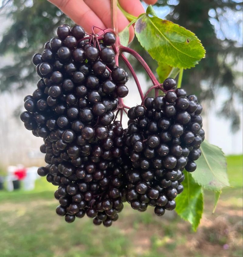 Elderberry