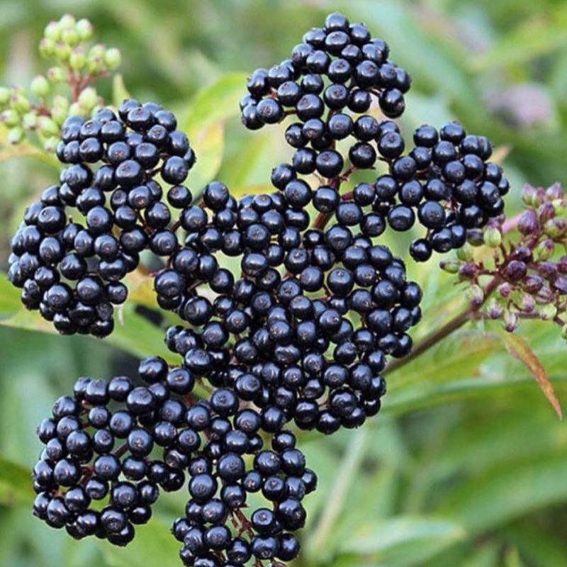 Elderberry