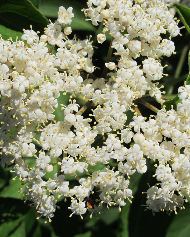 Elderflower