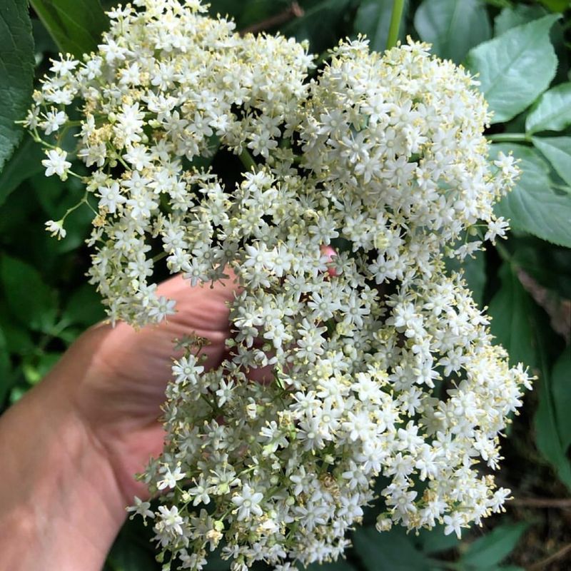 Elderflower