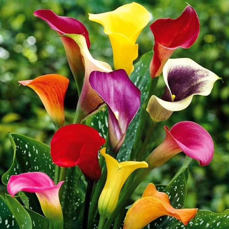 Elegant Calla Lilies