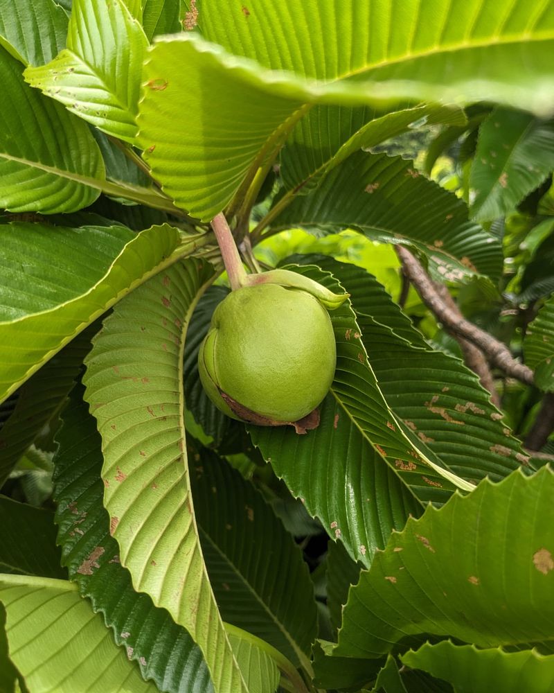 Elephant Apple