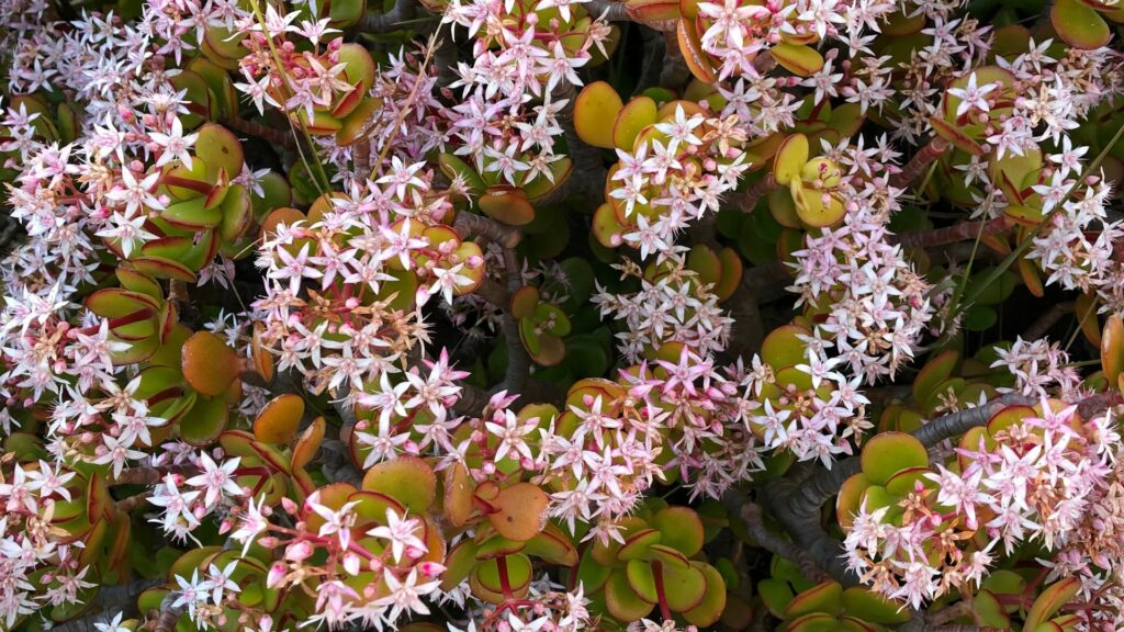 Elephant Bush