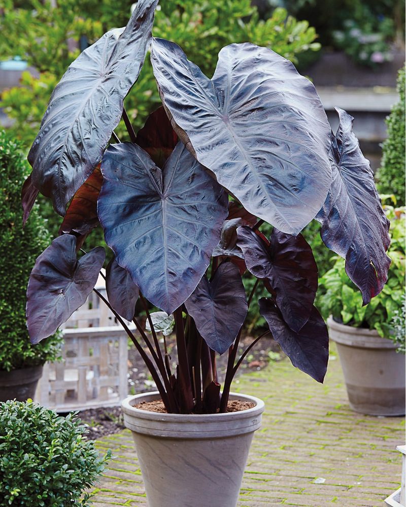 Elephant Ear