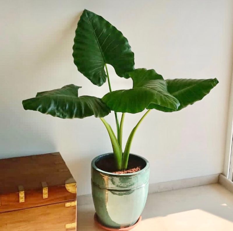 Elephant Ear