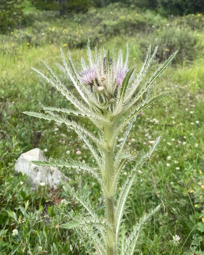 Elk Thistle