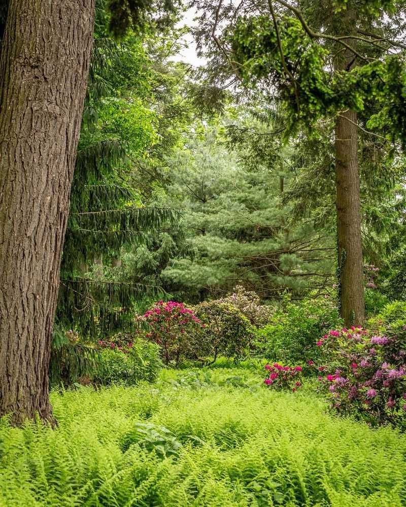 Enchanted Fern Garden