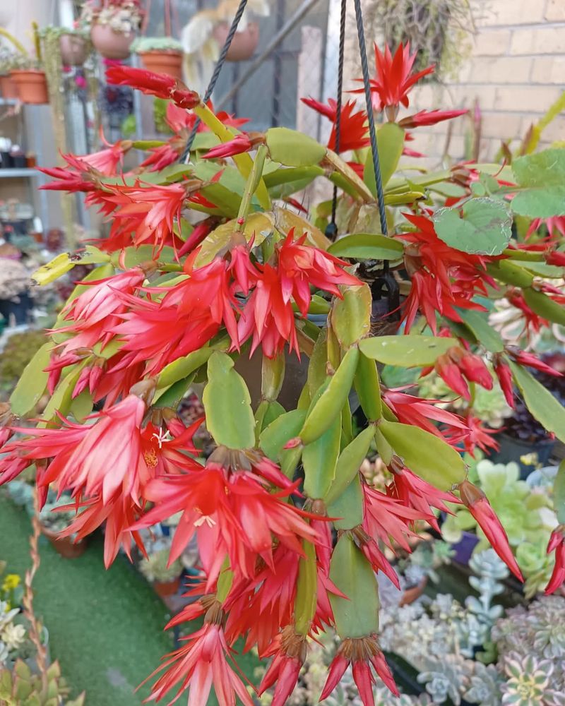 Enchanting Easter Cactus