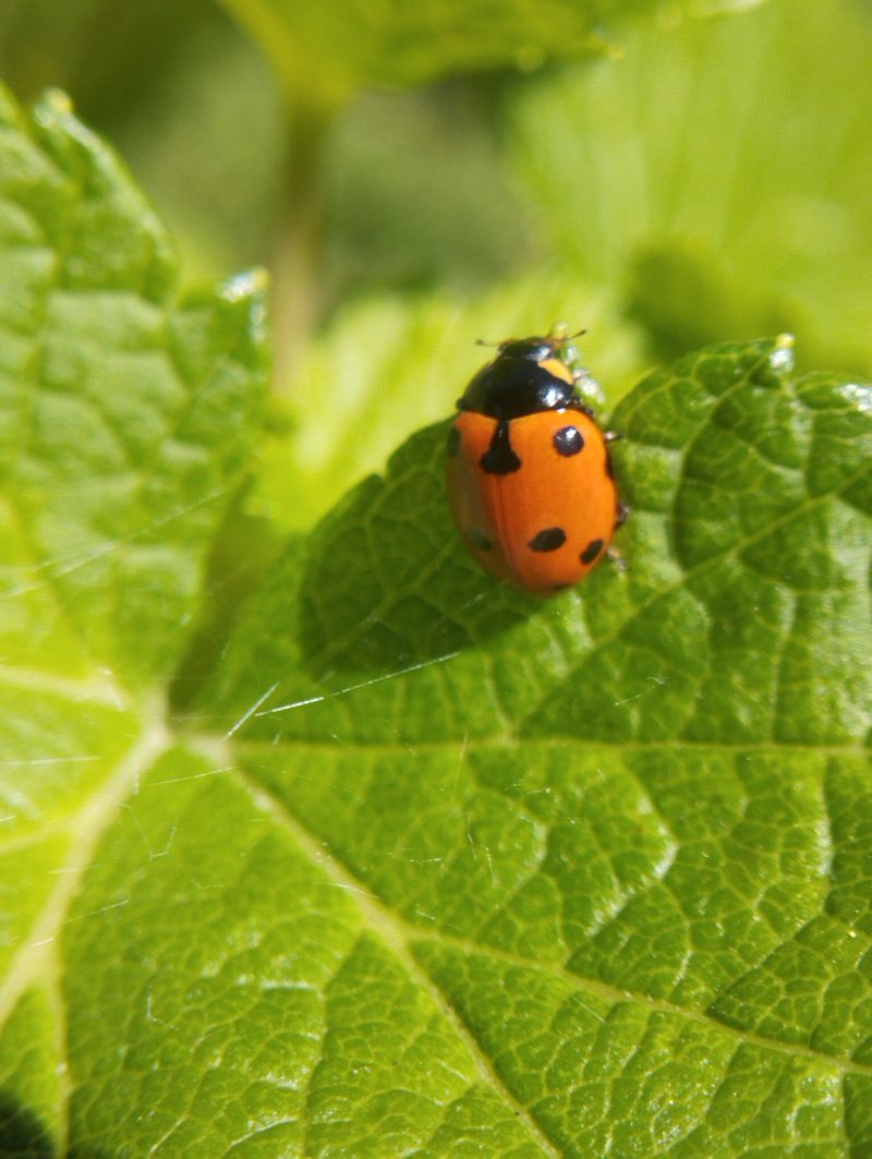 Encourage Beneficial Insects