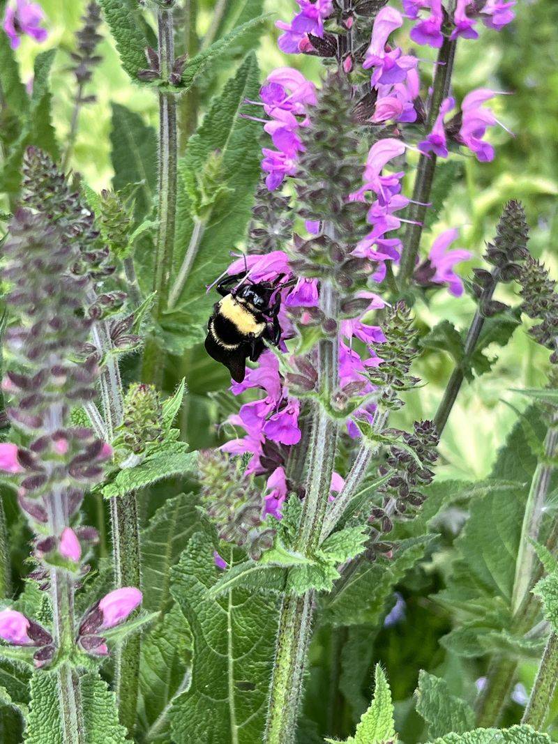 Encouraging Pollinators