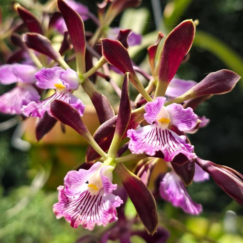 Encyclia Orchid