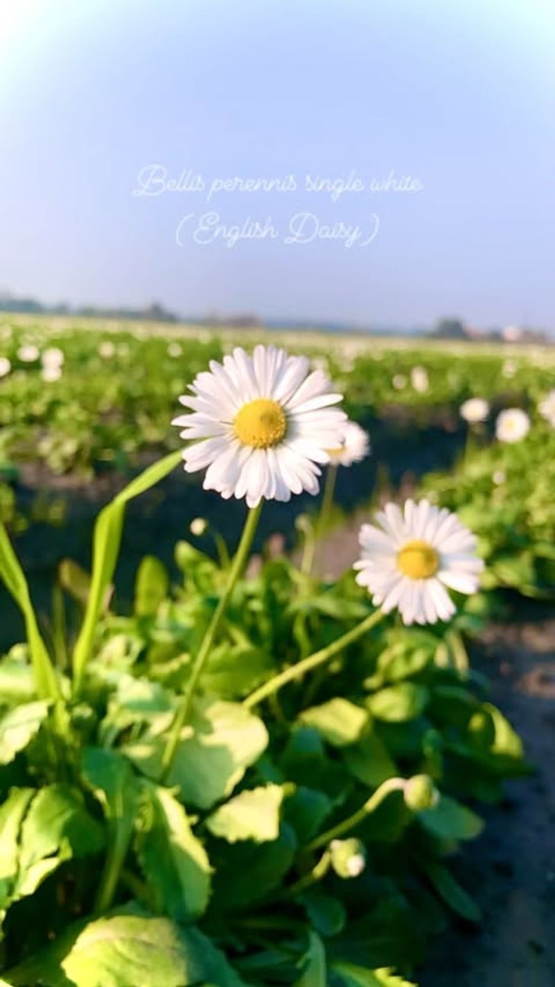 English Daisy