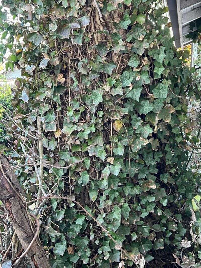 English Ivy