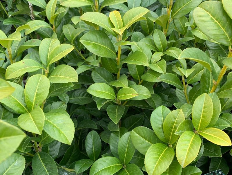 English Laurel