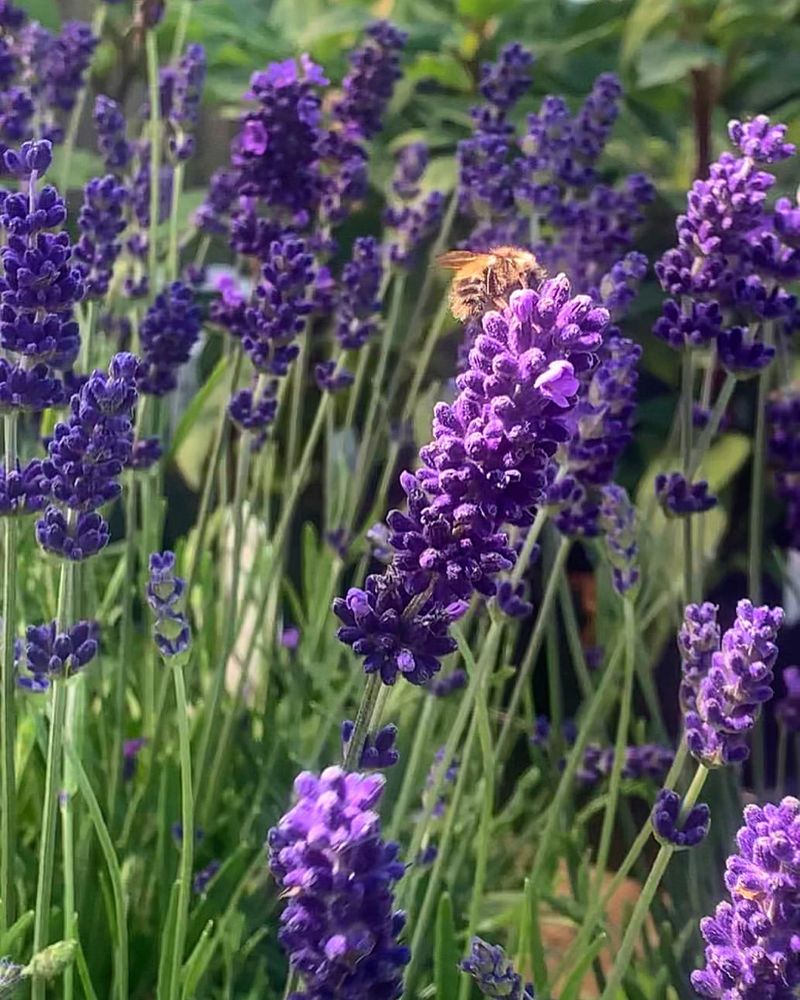 English Lavender