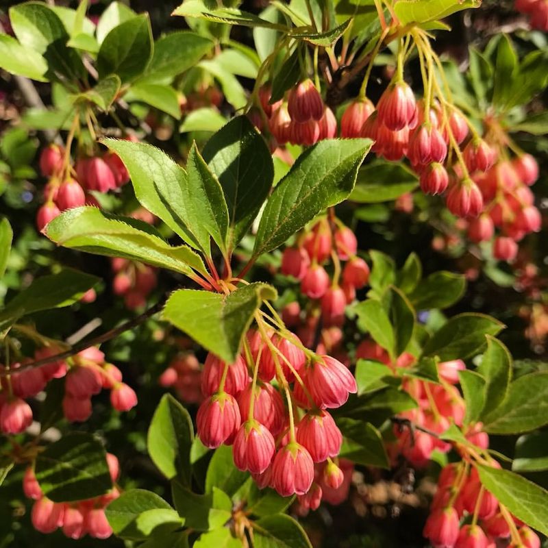 Enkianthus