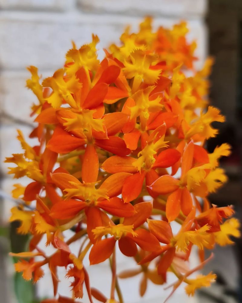 Epidendrum Orchid